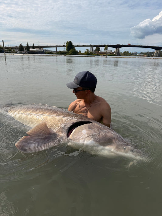 Fraser River Sturgeon Fishing Report - August 22, 2025 | Mid August Sturgeon Fishing in Richmond, BC