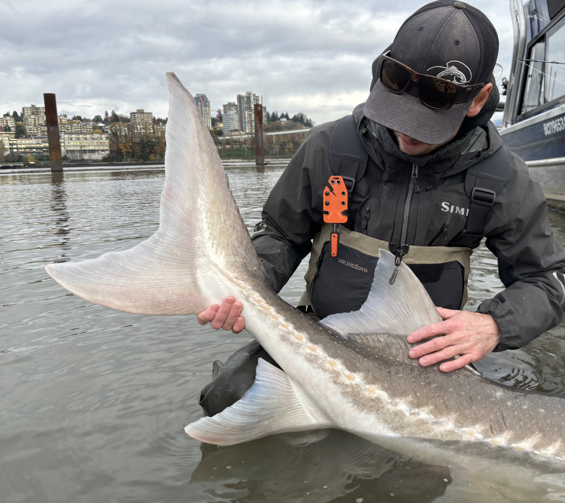 Fraser River Sturgeon Fishing Report - December 20, 2024 | End of Season Recap