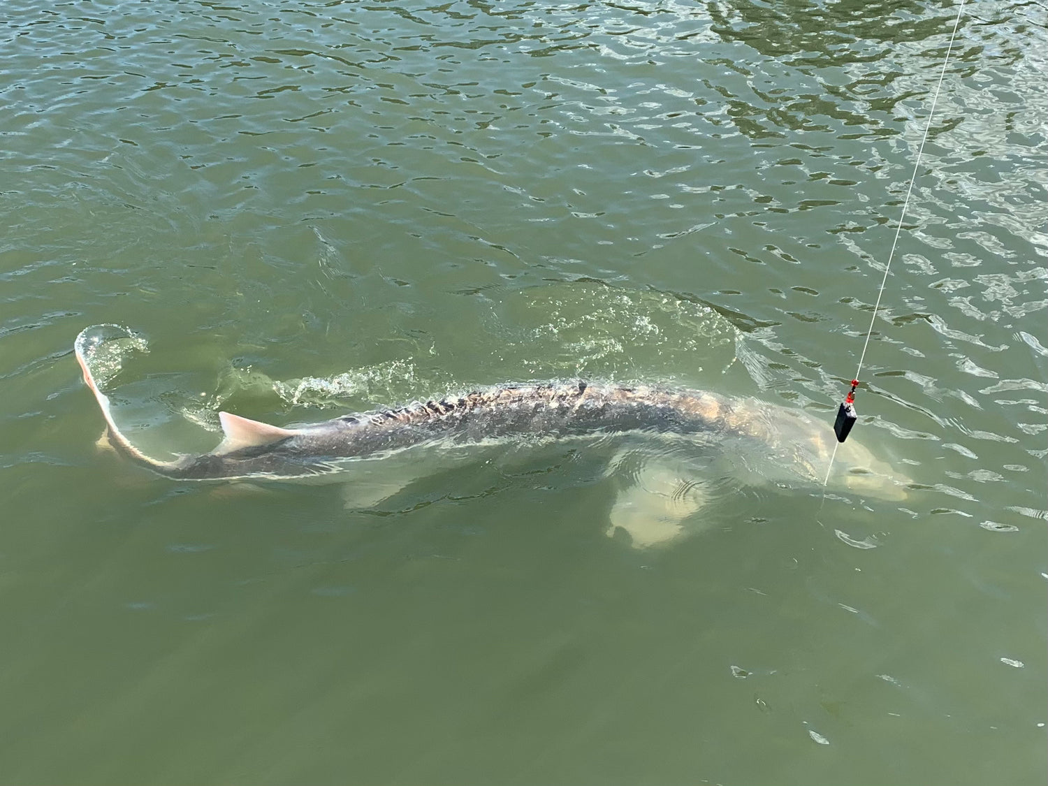 sturgeon fishing on the fraser river 