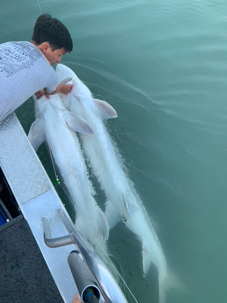 Sturgeon Fishing Update - September 1, 2023