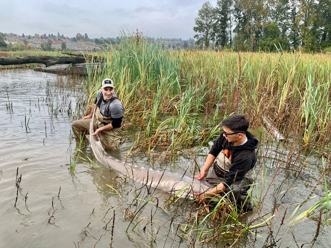 Sturgeon Fishing Update - October 20, 2023