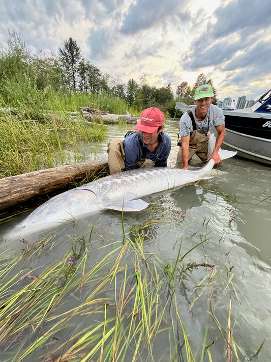 Fraser River Sturgeon Report - August 23, 2024 | Non-Stop Sturgeon in Richmond, BC