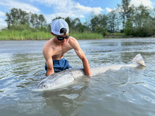 Fraser River Sturgeon Report - September 20, 2024 | How to Handle White Sturgeon
