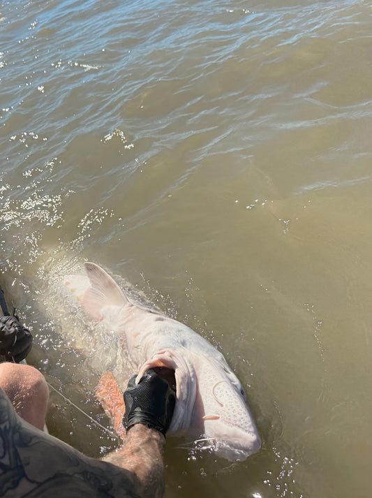 Fraser River Sturgeon Fishing Report - July 4, 2025 | Sturgeon Fishing the Lower Fraser River in July