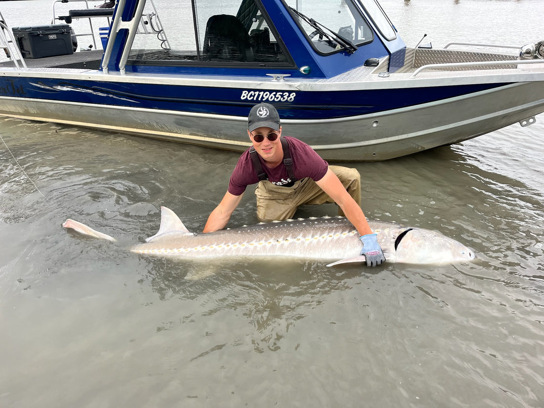 Man standing in the water with large white sturgeon next to a blue jet boat.