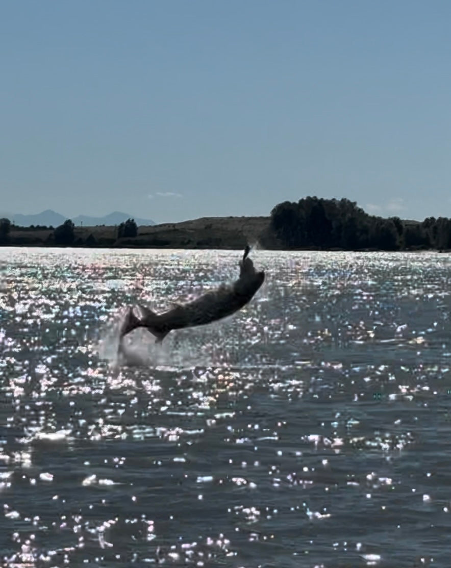 Fraser River Sturgeon Fishing Report - August 8, 2025 | Early August Sturgeon Fishing in Richmond, BC