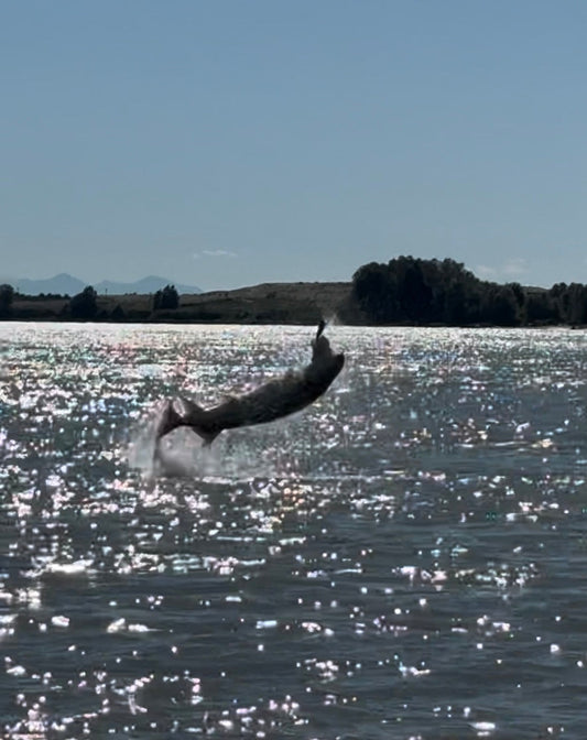 Fraser River Sturgeon Fishing Report - August 8, 2025 | Early August Sturgeon Fishing in Richmond, BC