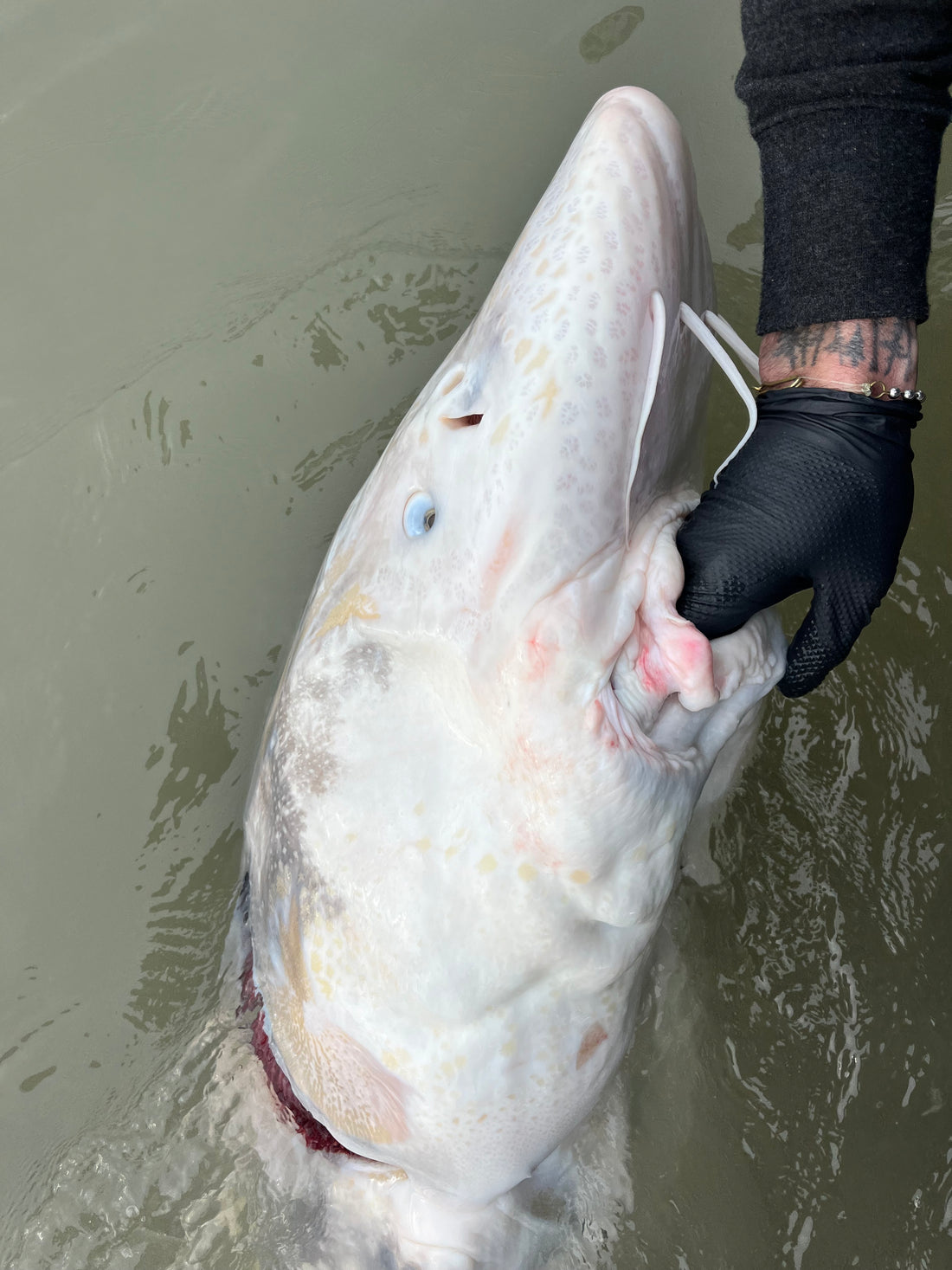 A close up image of a white sturgeon's head with barbels hanging down. The sturgeon is being held by the mouth by a hand with a black glove.