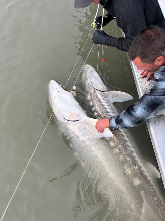 Fraser River Sturgeon Fishing Report - September 27, 2024 | Big Jumps from Big Sturgeon