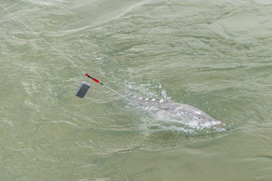 Sturgeon Fishing Update - September 2, 2022