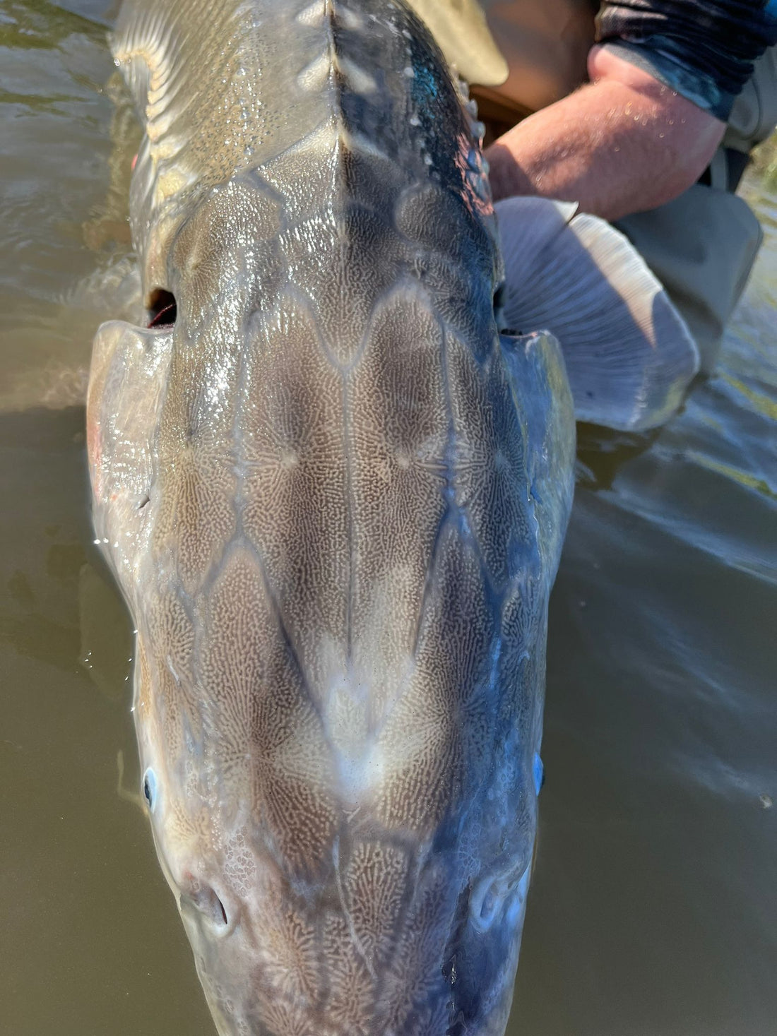 Sturgeon Fishing Update - July 19, 2024
