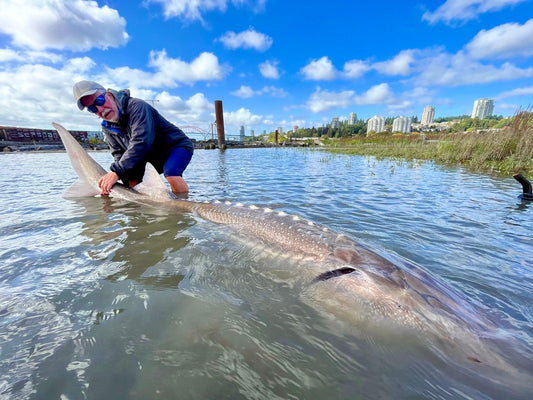 Sturgeon Fishing Update - September 22, 2023