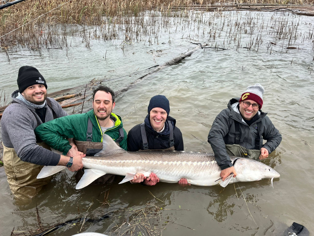 Group holding a large sturgeon caught on the Fraser River near Vancouver, BC