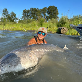 Man in the water along the green river bank holding a 9ft White Sturgeon.