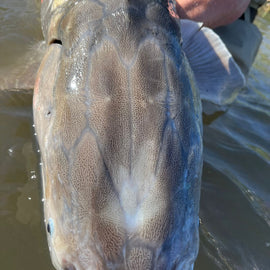 Close-up of a sturgeon's head during a fishing charter in Vancouver, BC